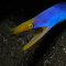 Ribbon Eel